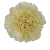 Гвоздика Polimnia