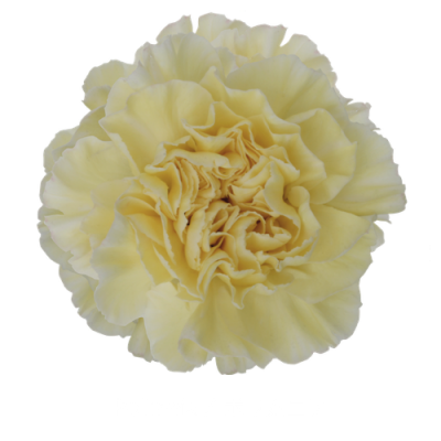 Гвоздика Polimnia