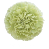 Гвоздика Pradomint