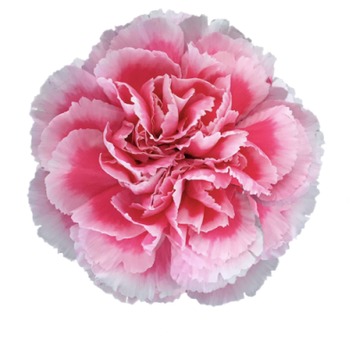 Гвоздика Soraya