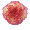 Гвоздика Sunnykomachi