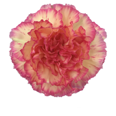 Гвоздика Sunnykomachi