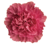 Гвоздика Tonicgolem