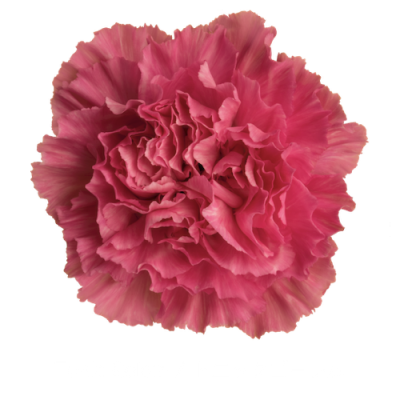 Гвоздика Tonicgolem