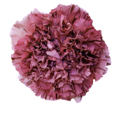 Гвоздика Viperwine