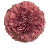 Гвоздика Vortex