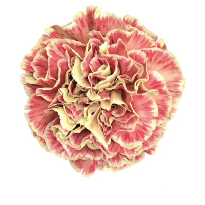 Гвоздика Winecover