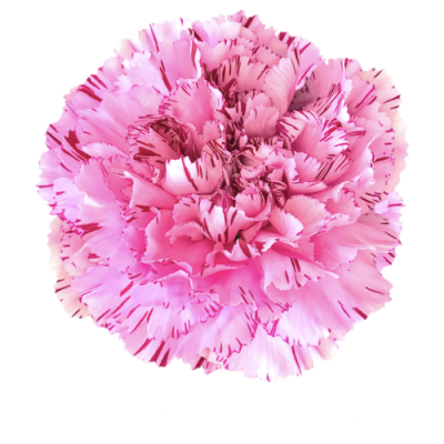 Гвоздика Yucarioscuro