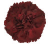 Гвоздика Zurigo