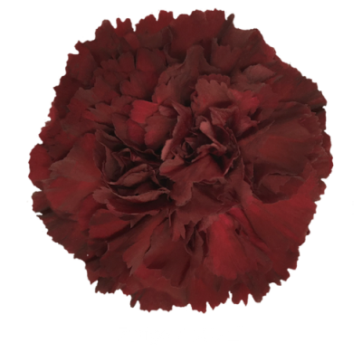 Гвоздика Zurigo