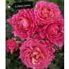 Роза кустовая Xflora Jukieta Cerise 