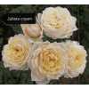 Роза кустовая Xflora Julieta Cream 