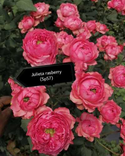 Роза кустовая Xflora ulieta Rasberry 