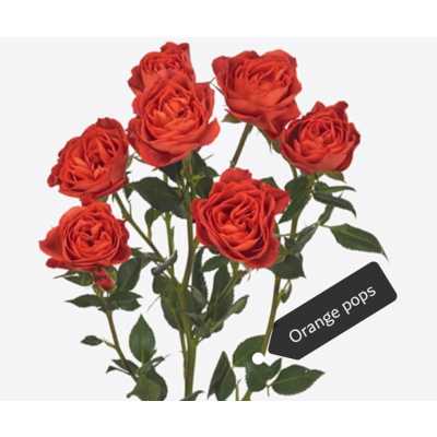 Роза кустовая Xflora Orange Pops 