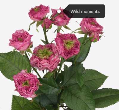 Роза кустовая Xflora Wild Moments 