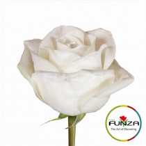 Роза High And Pure