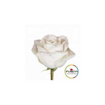 Роза High And Pure