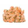 Роза кустовая Apricot Lace