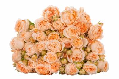 Роза кустовая Apricot Lace