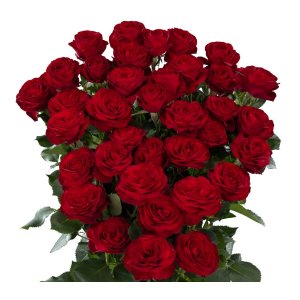 Роза кустовая Red Trendsetter