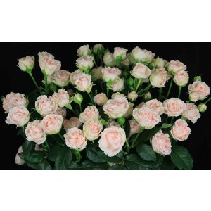Роза кустовая Romantic Bubbles