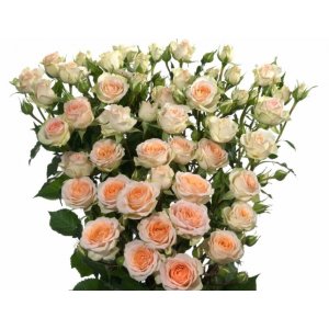 Роза кустовая Rosanella