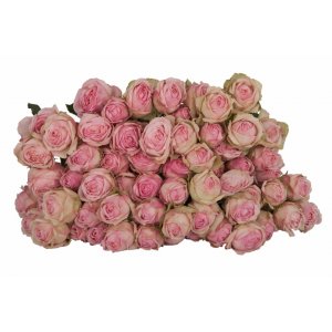 Роза кустовая Rose Quartz