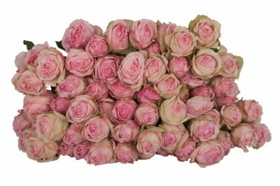 Роза кустовая Rose Quartz