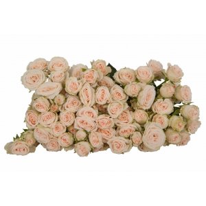 Роза кустовая Roslin