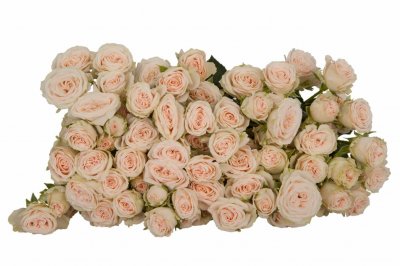Роза кустовая Roslin