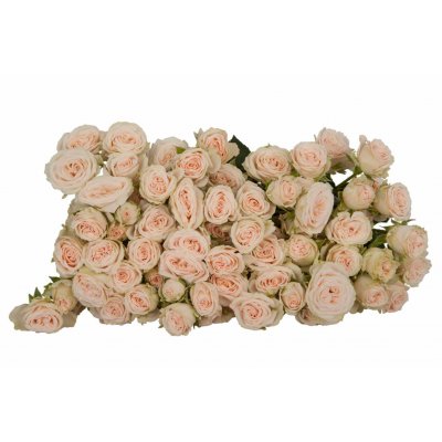 Роза кустовая Roslin