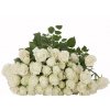 Роза кустовая Shivani