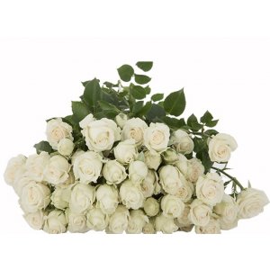 Роза кустовая Shivani