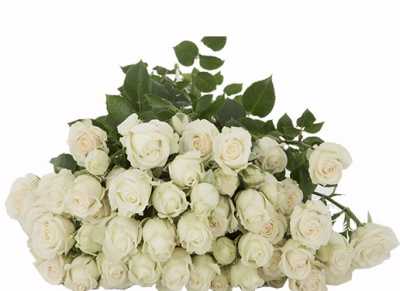 Роза кустовая Shivani