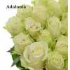 Роза одноголовая Adalonia 