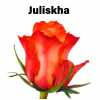 Роза одноголовая Juliskha 