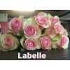 Роза одноголовая Labelle 