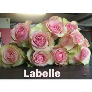 Роза одноголовая Labelle 