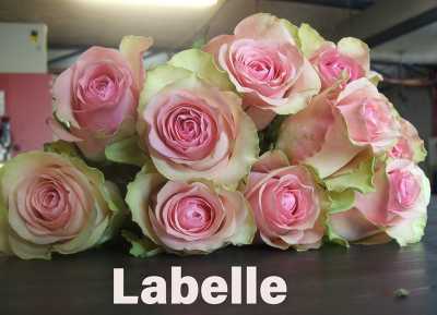 Роза одноголовая Labelle 