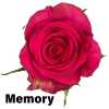 Роза одноголовая Memory 