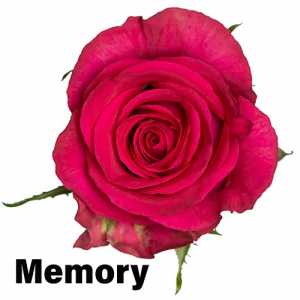 Роза одноголовая Memory 