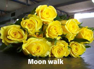 Роза одноголовая Moon Walk 