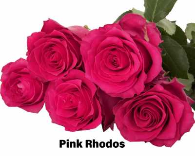 Роза одноголовая Pink Rhodos 