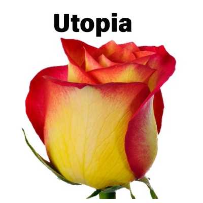 Роза одноголовая Utopia 