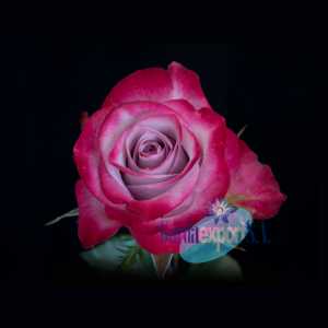Роза Deep Purple