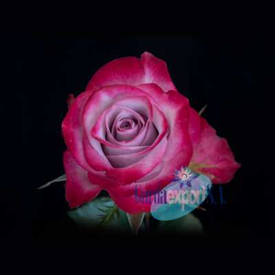 Роза Deep Purple