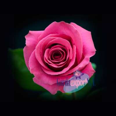 Роза Pink Floyd