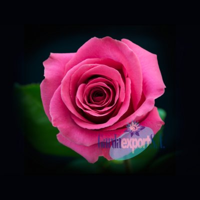 Роза Pink Floyd