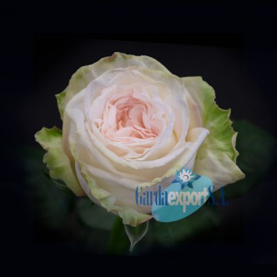 Роза White O’Hara