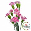 Гвоздика кустовая Соломио Star Cherry